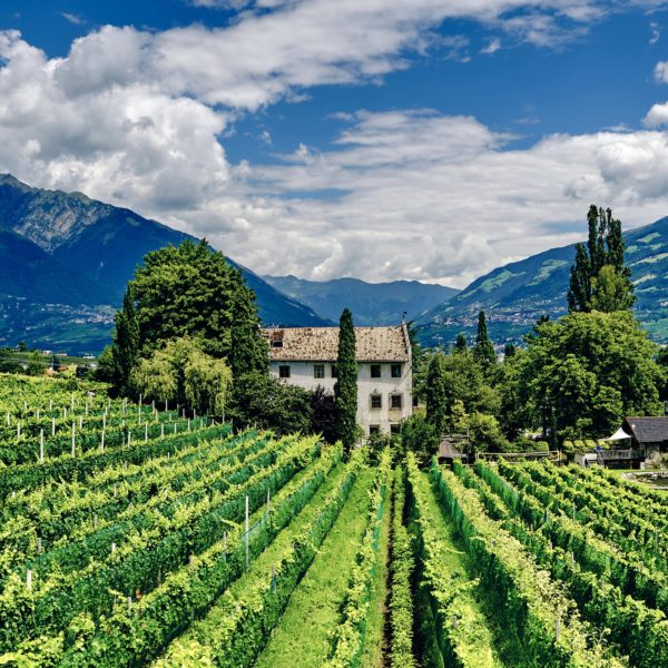 A vineyard by Marcus Ganahl - Unsplash