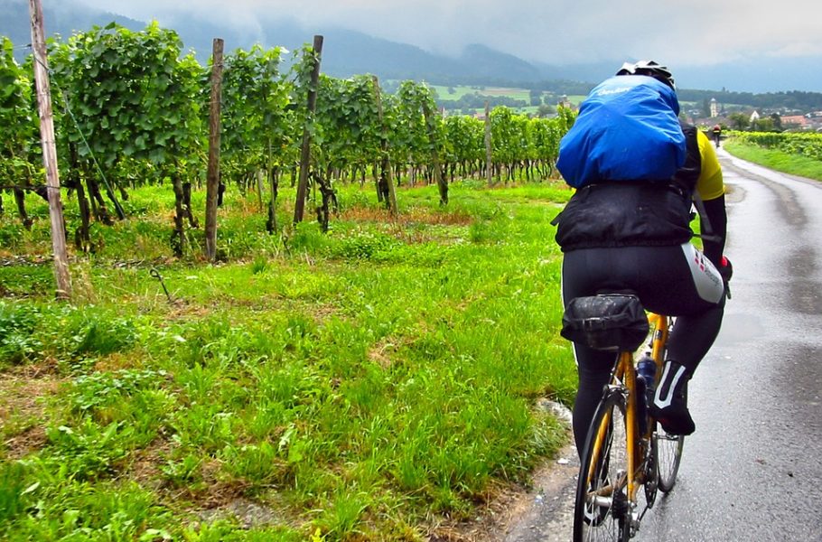 Cyclist cycling past a vineyard