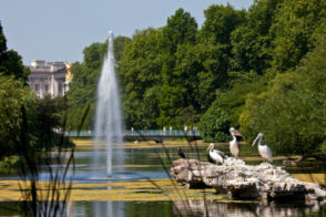 The Pelicans basking in the sunshine in St. James's Park, London. Buckingham Palace is in the background.